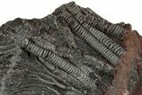 Silurian Fossil Crinoid (Scyphocrinites) Plate - Morocco #223293-2